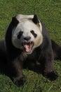 Giant Panda, ailuropoda melanoleuca, Adult Yawning