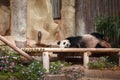 Giant funny panda - one of the most popular tourist attraction outdoor