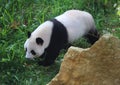 Giant panda, Ailuropoda melanoleuca Royalty Free Stock Photo