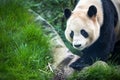 Giant panda (Ailuropoda melanoleuca) Royalty Free Stock Photo