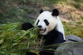 Giant panda Ailuropoda melanoleuca. Royalty Free Stock Photo