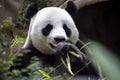 Giant panda Ailuropoda melanoleuca eating the bamboo zoo Singapore Royalty Free Stock Photo