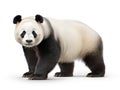 Giant Panda Ailuropoda melanoleuca