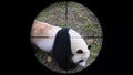 Giant Panda Ailuropoda Melanoleuca Seen in Gun Rifle Scope. Wildlife Hunting. Poaching Endangered, Vulnerable, and