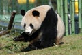 Giant panda (Ailuropoda melanoleuca). Royalty Free Stock Photo