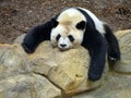 Sleeping giant panda slumped on a rock