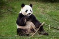 Giant panda Ailuropoda melanoleuca. Royalty Free Stock Photo