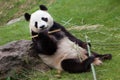 Giant panda Ailuropoda melanoleuca. Royalty Free Stock Photo