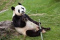 Giant panda Ailuropoda melanoleuca. Royalty Free Stock Photo