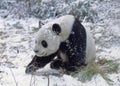 Giant Panda, ailuropoda melanoleuca, Wolong Reserve in China