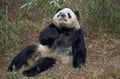 GIANT PANDA ailuropoda melanoleuca, WOLONG RESERVE IN SICHUAN PROVINCE, CHINA Royalty Free Stock Photo