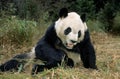 GIANT PANDA ailuropoda melanoleuca, WOLONG RESERVE IN SICHUAN PROVINCE, CHINA Royalty Free Stock Photo