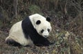 GIANT PANDA ailuropoda melanoleuca, WOLONG RESERVE IN SICHUAN PROVINCE, CHINA Royalty Free Stock Photo