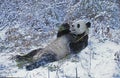 GIANT PANDA ailuropoda melanoleuca, WOLONG RESERVE IN SICHUAN PROVINCE, CHINA Royalty Free Stock Photo