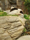 Giant Panda at Amazing Asian Animals at Ocean Park Hong Kong