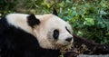 Giant Panda Royalty Free Stock Photo