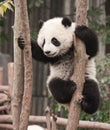 Giant panda baby Royalty Free Stock Photo