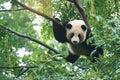 Giant panda baby over the tree. Royalty Free Stock Photo