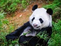 A giant panda at the bamboo garden