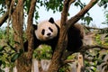 Giant panda bear