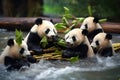 Giant panda bear (Ailuropoda melanoleuca) eating bamboo