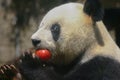 Giant panda bear Basi eats red apple