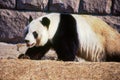 Giant Panda Bear at Beijing Zoo Royalty Free Stock Photo