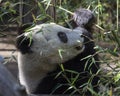 Giant Panda Bear Cub Royalty Free Stock Photo