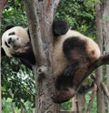 Giant panda bear (cub) Royalty Free Stock Photo