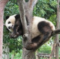 Giant panda bear (cub) Royalty Free Stock Photo