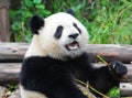 Giant panda bear eating bamboo