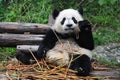 Giant panda bear eating bamboo Royalty Free Stock Photo