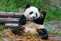 Giant panda bear eating bamboo Royalty Free Stock Photo