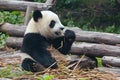 Giant panda bear eating bamboo