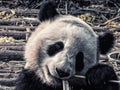 Giant panda bear eating bamboo