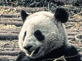 Giant panda bear eating bamboo