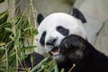 Giant panda bear eating bamboo Royalty Free Stock Photo