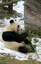 Giant panda bear eating bamboo leaf Royalty Free Stock Photo
