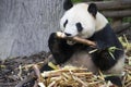 Giant panda bear eating bamboo Royalty Free Stock Photo