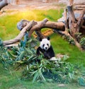 Giant Panda Bear Eating Leaves Royalty Free Stock Photo