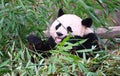 A giant panda eats bamboo in the forest