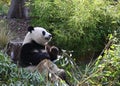 A giant panda eats bamboo in the forest