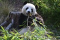 A giant panda eats bamboo in the forest