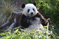 A giant panda eats bamboo in the forest