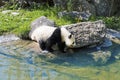 Giant panda bear going to river