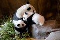 Giant panda bear with her two 5-month-old cubs at the Madrid Zoo Royalty Free Stock Photo