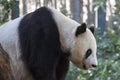 Giant Panda Bear