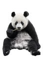 Giant panda bear isolated against white background Royalty Free Stock Photo