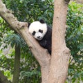 Panda Bear sleeping in tree, Panda Research Center Chengdu, China Royalty Free Stock Photo