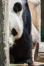 Giant Panda bear Royalty Free Stock Photo